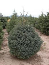 Engelmann Spruce